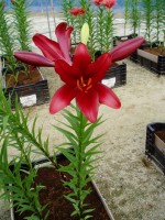 [1655 RedAlert No02.JPG]